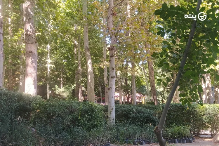 پارک جنگلی بهمن طرقبه
