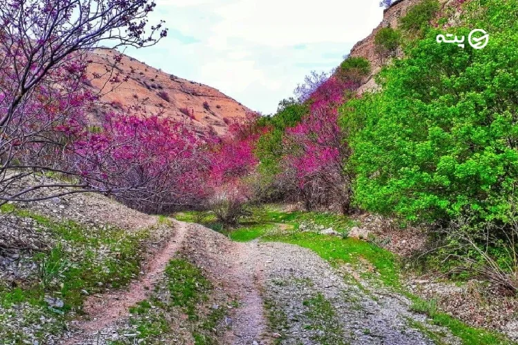 دره ارغوان