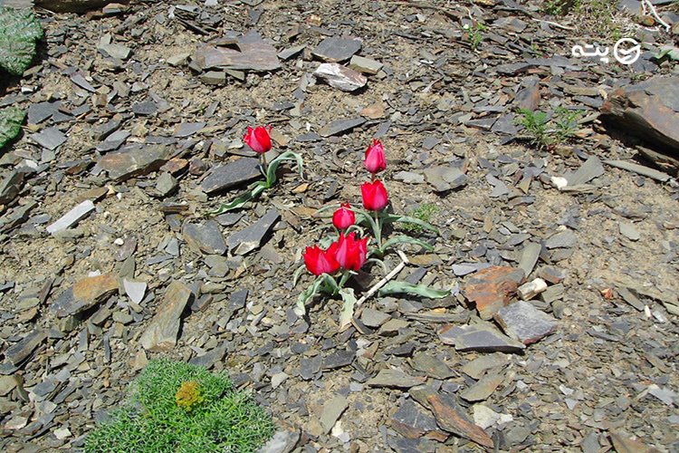 روستای زشک 