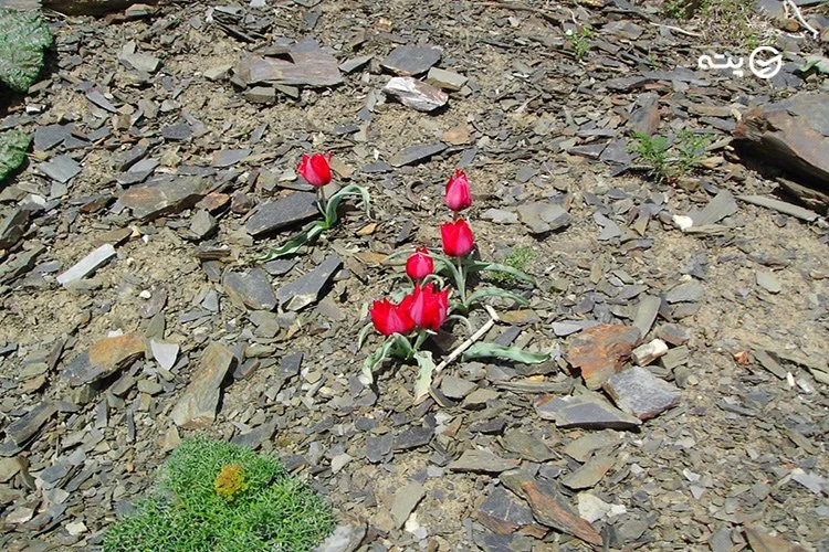 روستای زشک 