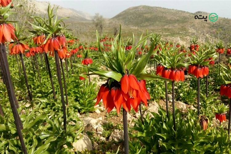دشت لاله‌های واژگون طسوج