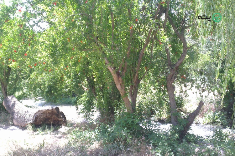چشمه بلقیس