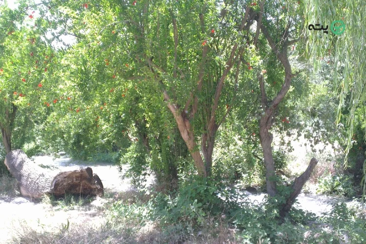 چشمه بلقیس