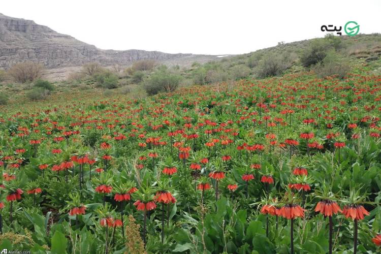 جاهای دیدنی دورود 