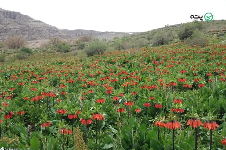 جاهای دیدنی دورود 