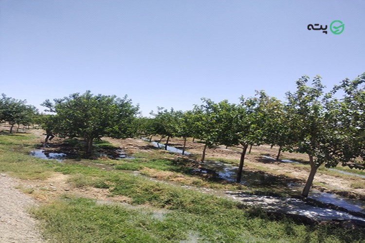 روستای زرگر