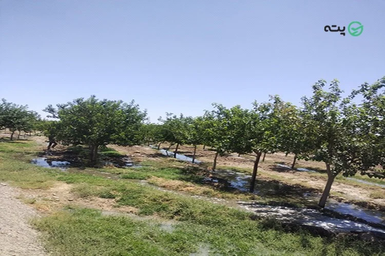 روستای زرگر