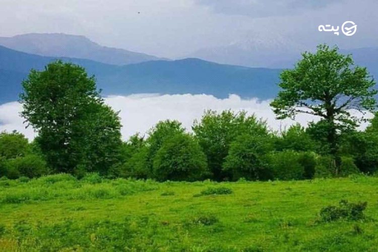 رینه