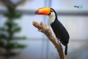 باغ پرندگان تهران | همه چیز درباره بزرگترین باغ پرندگان ایران در لویزان