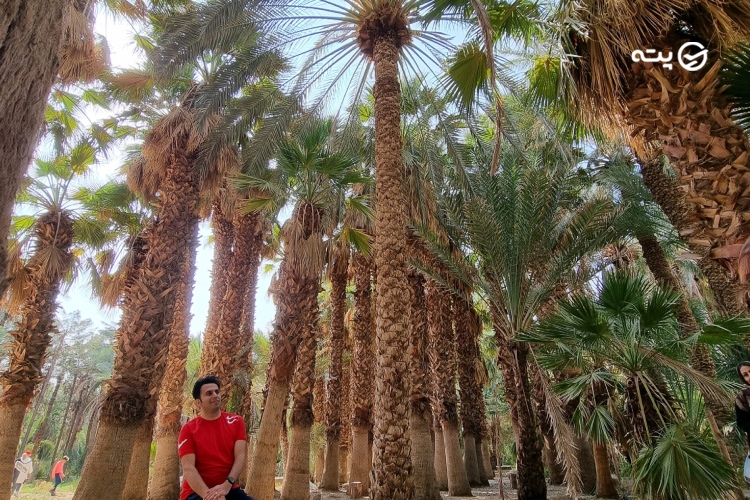 کویر کاراکال