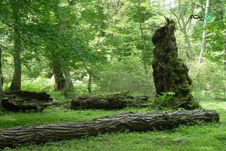 پارک جنگلی فین چالوس