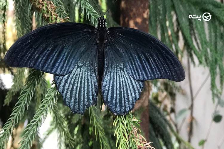 مزرعه پروانه استانبول