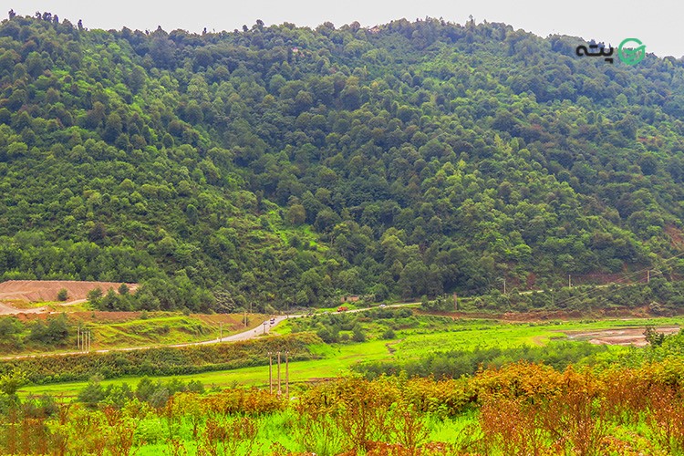 ییلاق اشکورات از مهمترین جاهای دیدنی رودسر