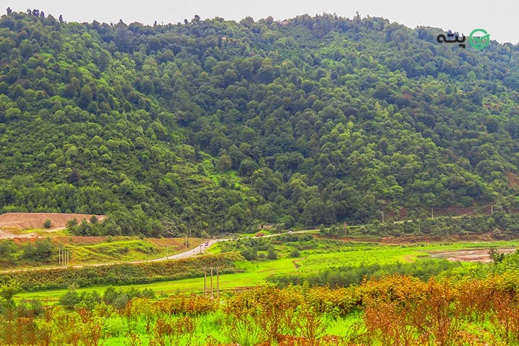 ییلاق اشکورات از مهمترین جاهای دیدنی رودسر