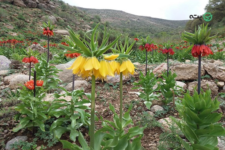 لالههای واژگون