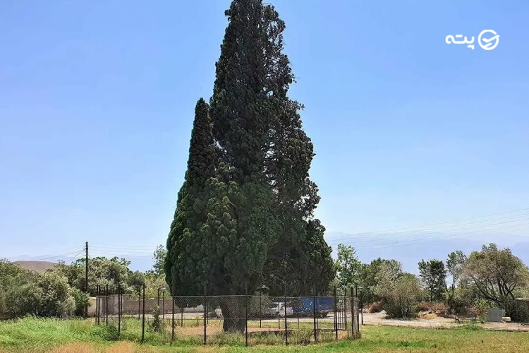 درخت سرو هرزویل