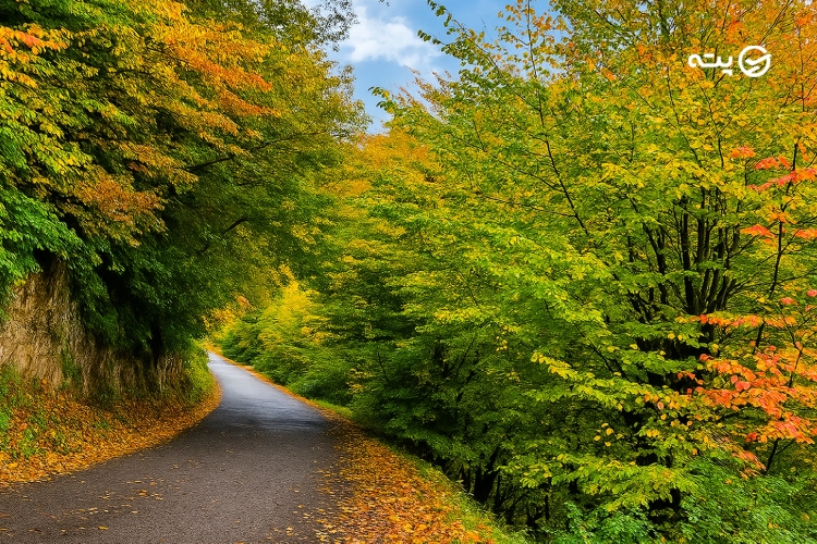 مسیر دسترسی به جنگل نقله بر