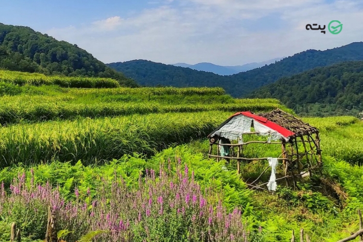 پوشش گیاهی و جانوری جنگل نقله بر رودبار