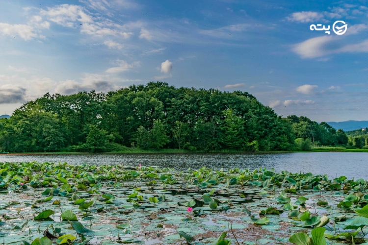 تالاب کیاکلایه لنگرود