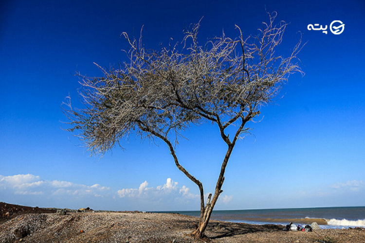 ساحل چند درخت هرمز