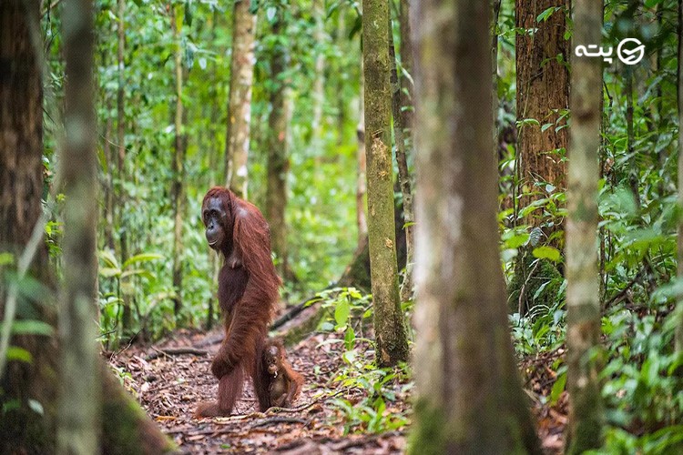 جنگل‌های بارانی و حیات‌وحش