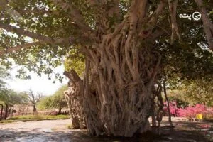درخت لور قشم | کهنسال ترین درخت انجیر معابد در جزیره قشم