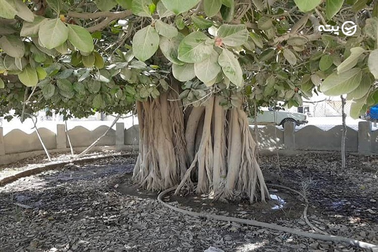 درخت لور قشم