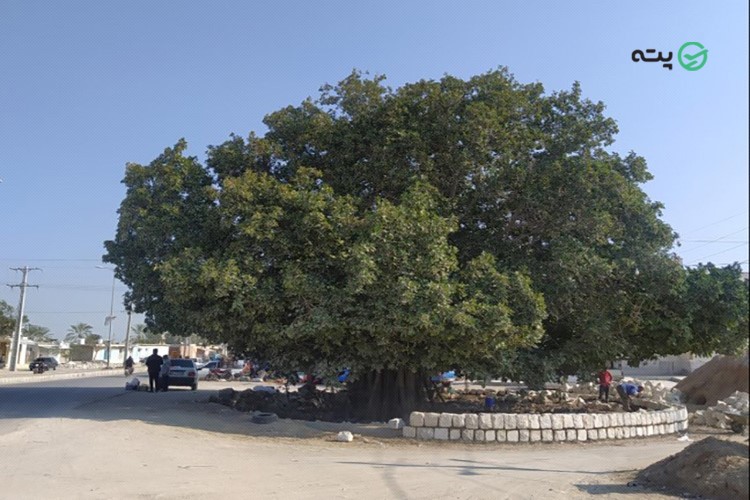 درخت لور قشم