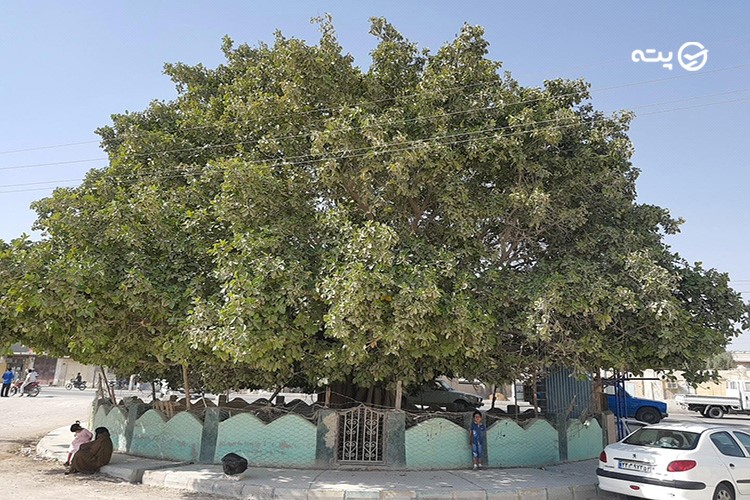 درخت لور قشم