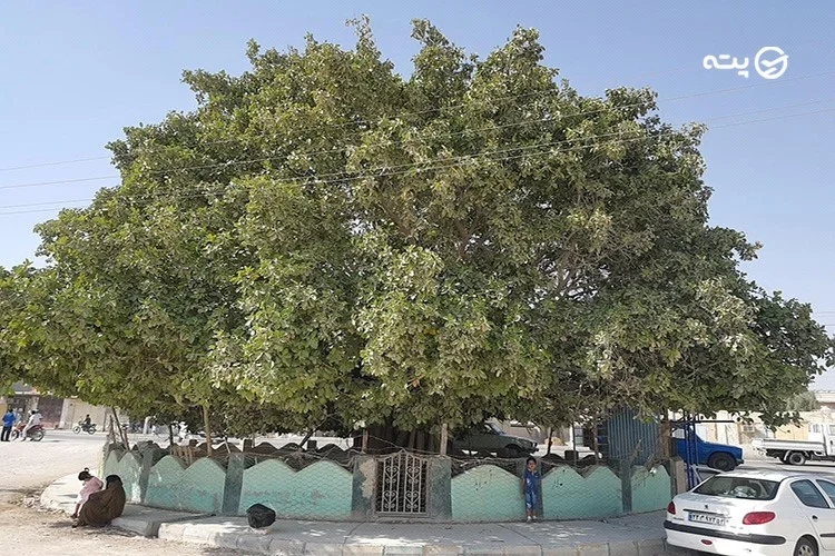 درخت لور قشم