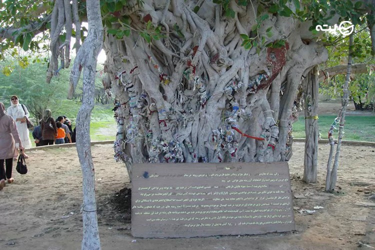 درخت لور قشم