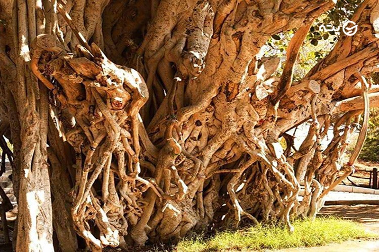 درخت لور قشم