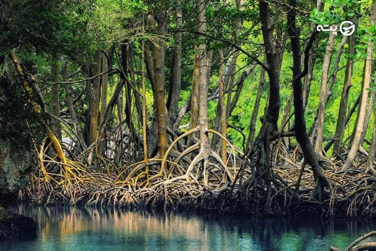 جنگل حرا از جاهای دیدنی هرمز