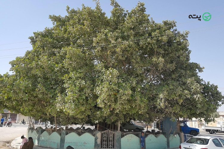 درخت لور قشم