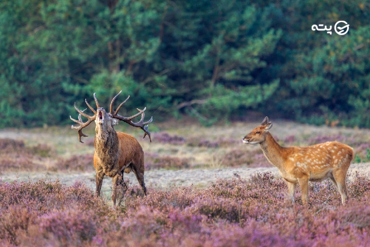 جاهای دیدنی هلند