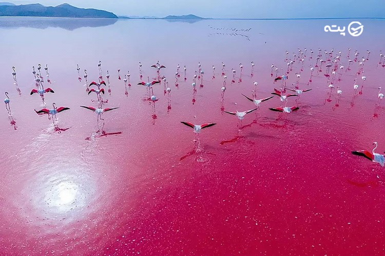 علت رنگ صورتی دریاچه مهارلو شیراز