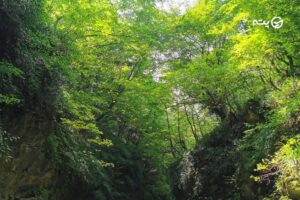 جنگل سرپوش تنگه | طبیعتی رازآلور برای سفر یک روزه به شمال