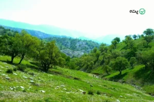 راهنمای سفر به ایلام | هر آنچه برای برنامه ریزی یک سفر باید بدانید!