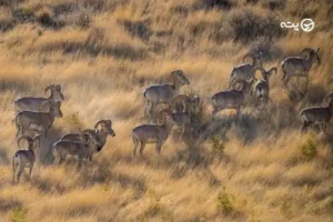 پارک ملی بمو شیراز | راهنمای بازدید از یکی از ارزشمندترین مناطق طبیعی فارس