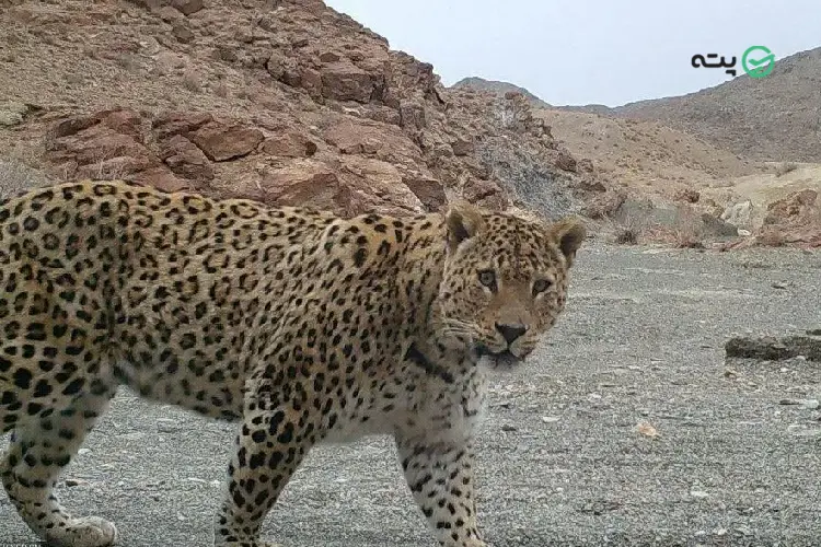 حیوانات و گونههای جانوری پارک ملی بمو