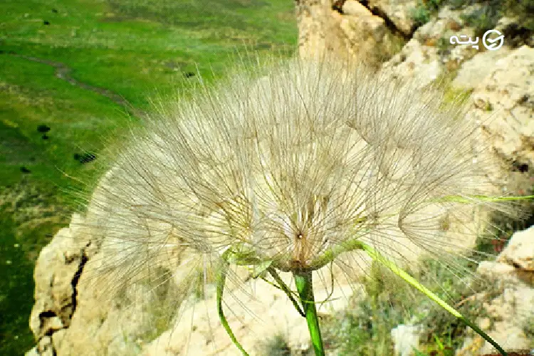 پوشش گیاهی پارک ملی بمو