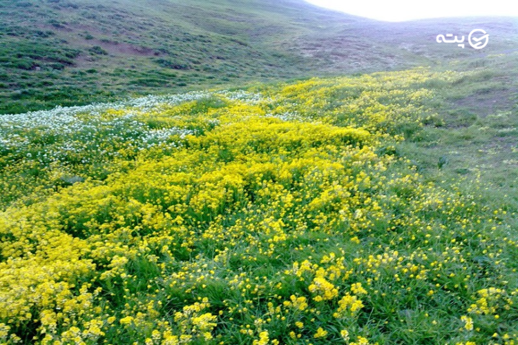 منطقه حفاظتشده یاری قاری